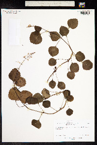 Image of Plectranthus parviflorus