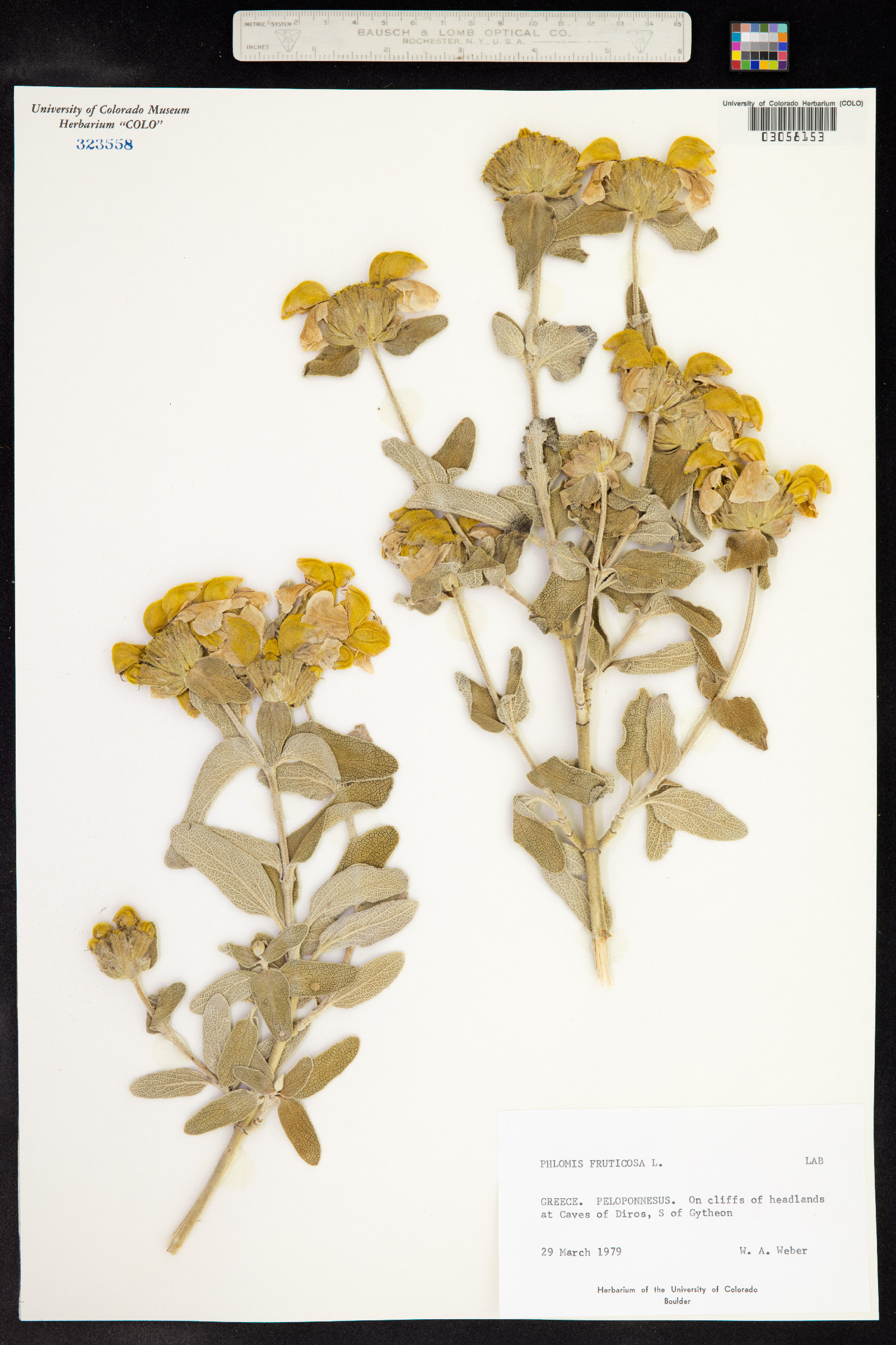 Phlomis fruticosa image