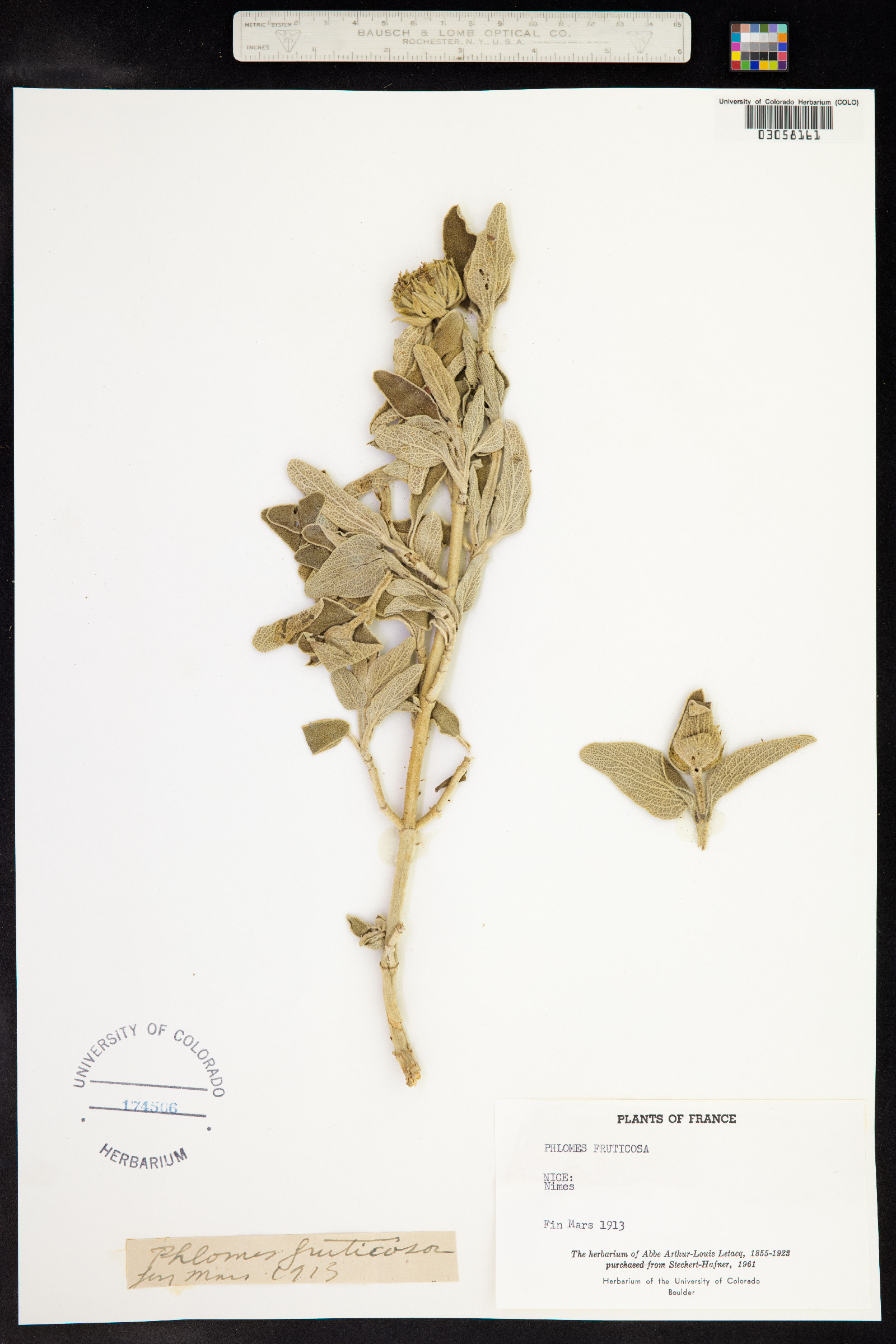 Phlomis fruticosa image