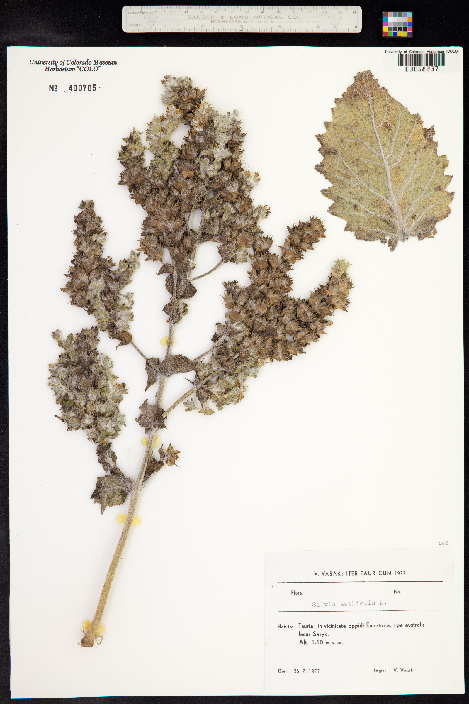 Salvia aethiopis image