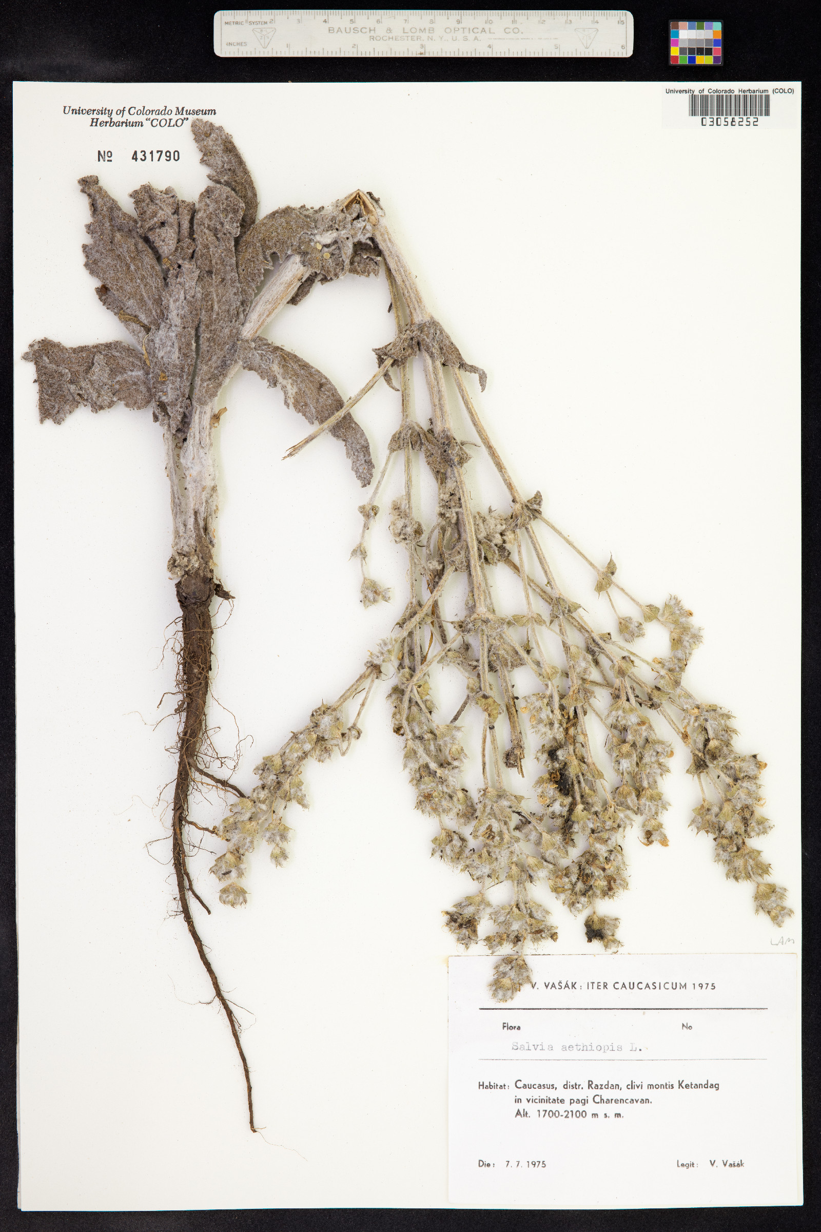 Salvia aethiopis image