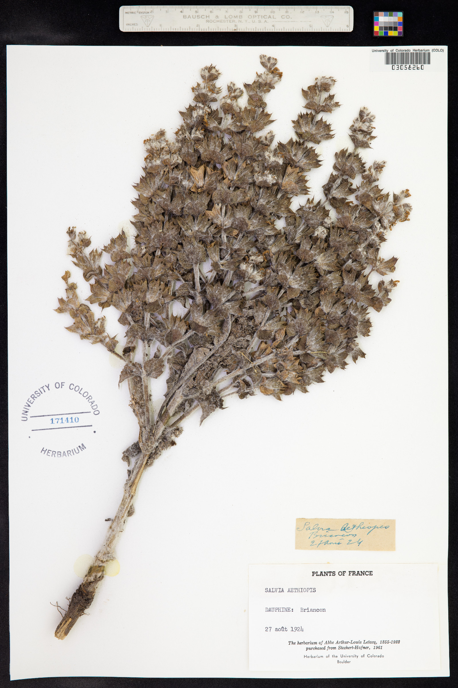 Salvia aethiopis image
