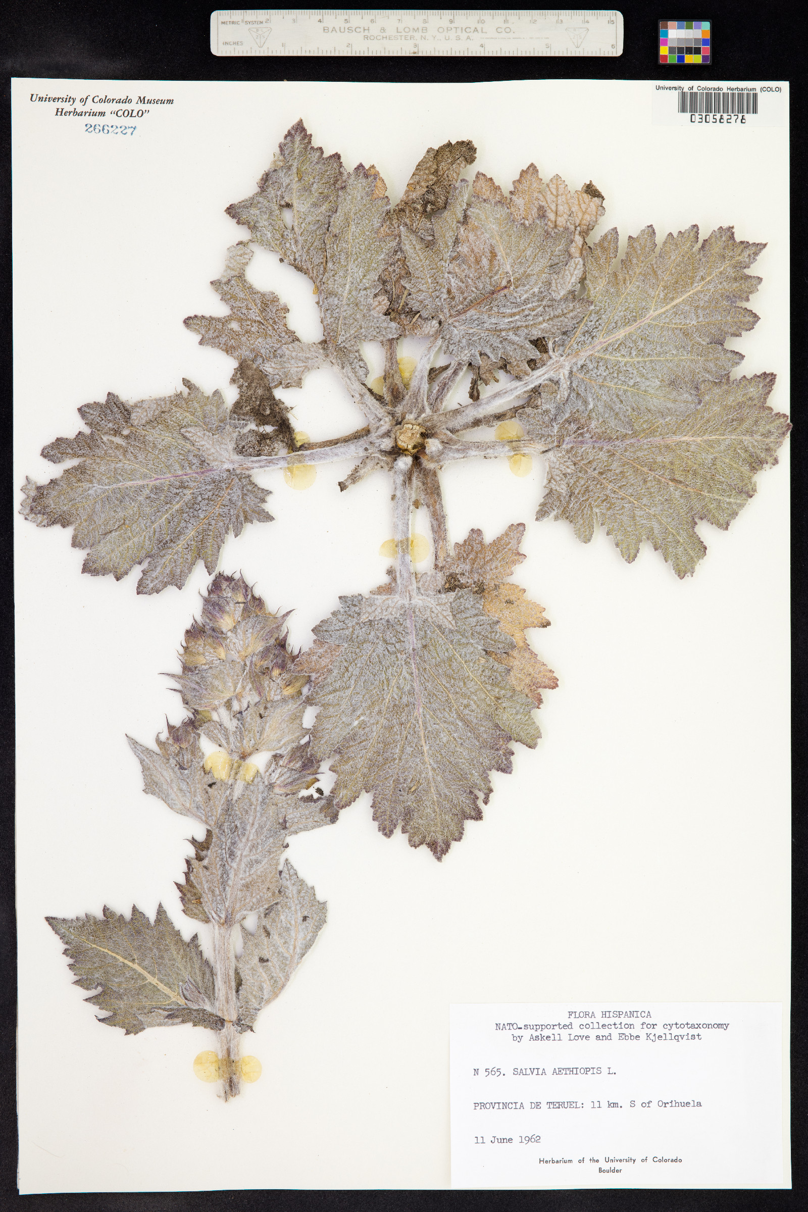 Salvia aethiopis image