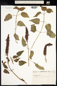 Pycnostachys urticifolia image