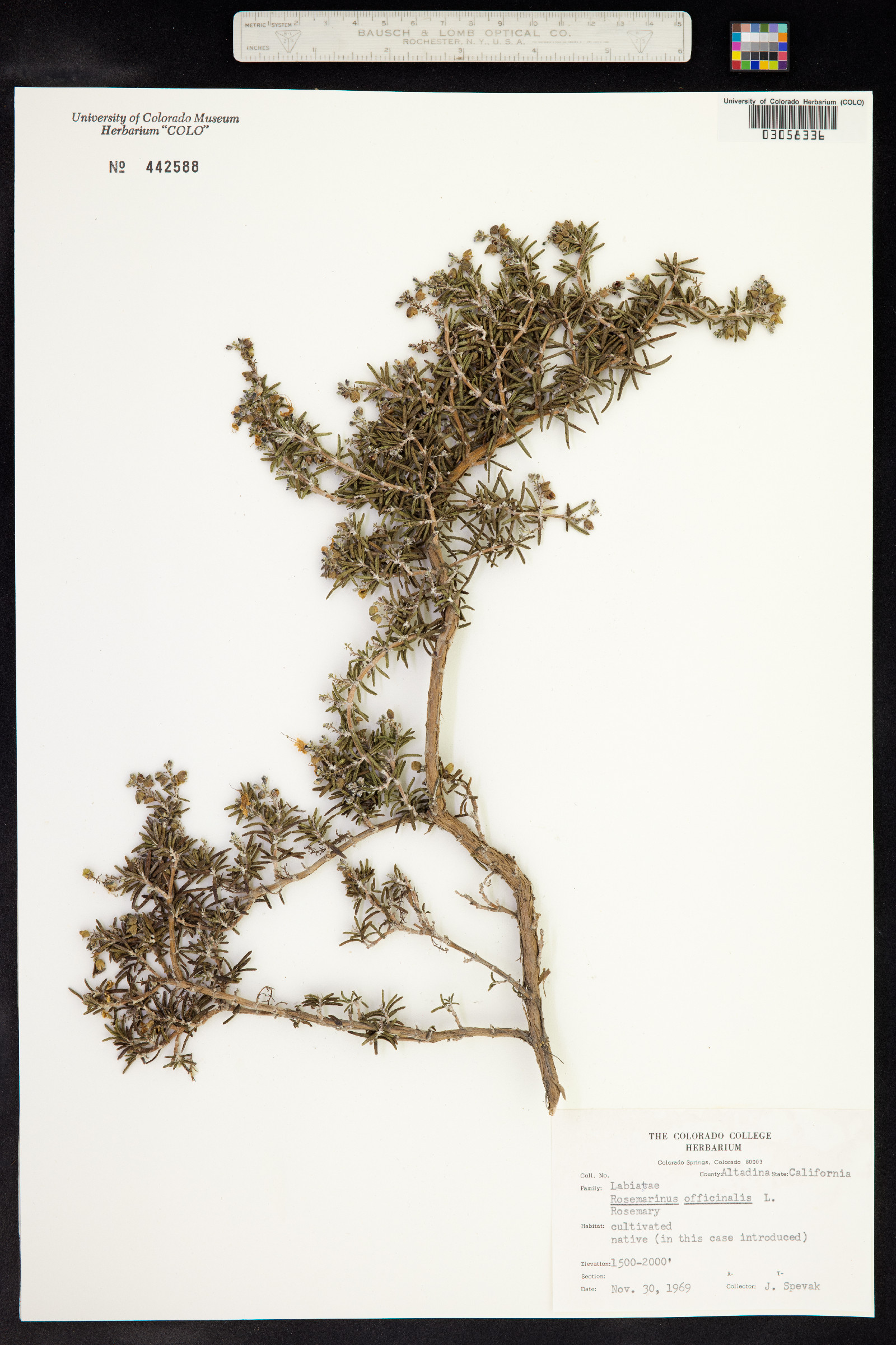 Rosmarinus officinalis image