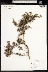 Rosmarinus officinalis image