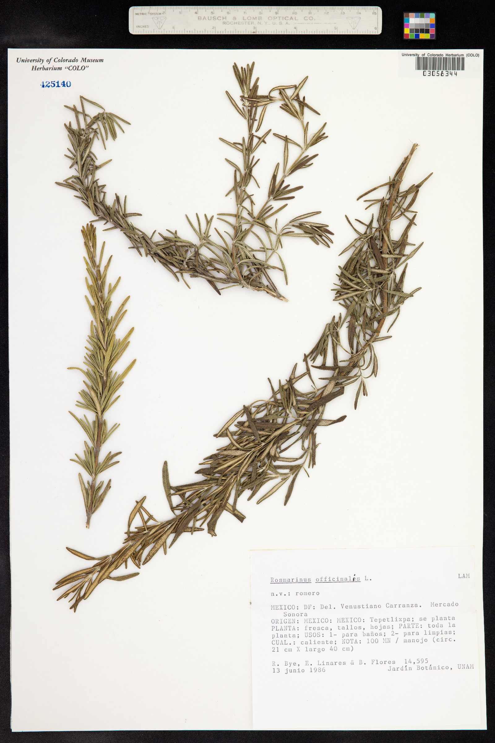 Rosmarinus officinalis image