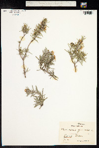 Rosmarinus officinalis image