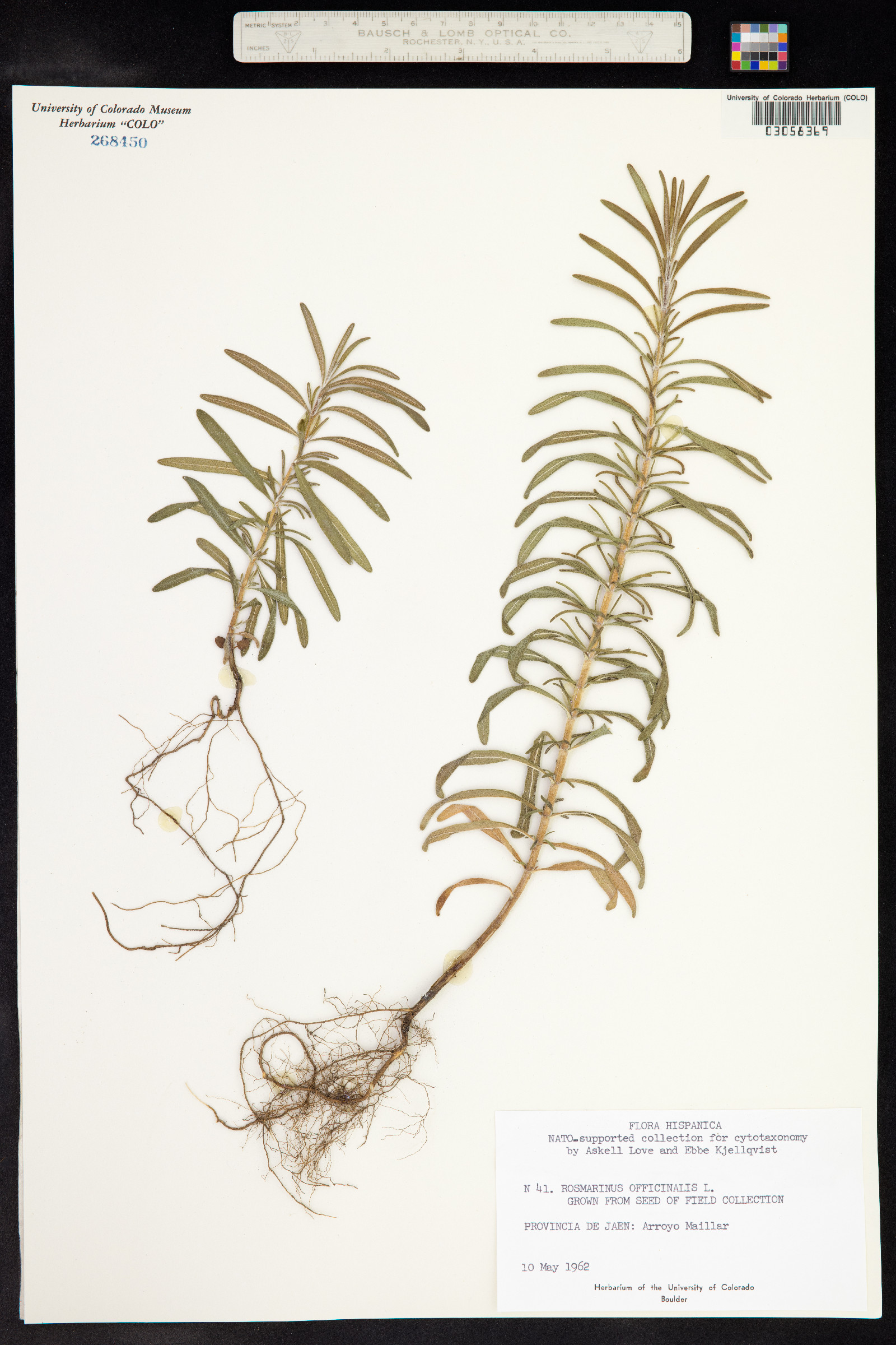 Rosmarinus officinalis image