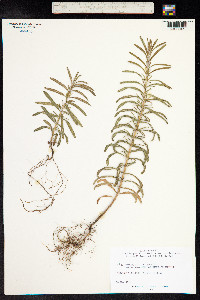 Rosmarinus officinalis image