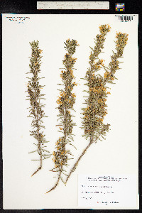 Rosmarinus officinalis image