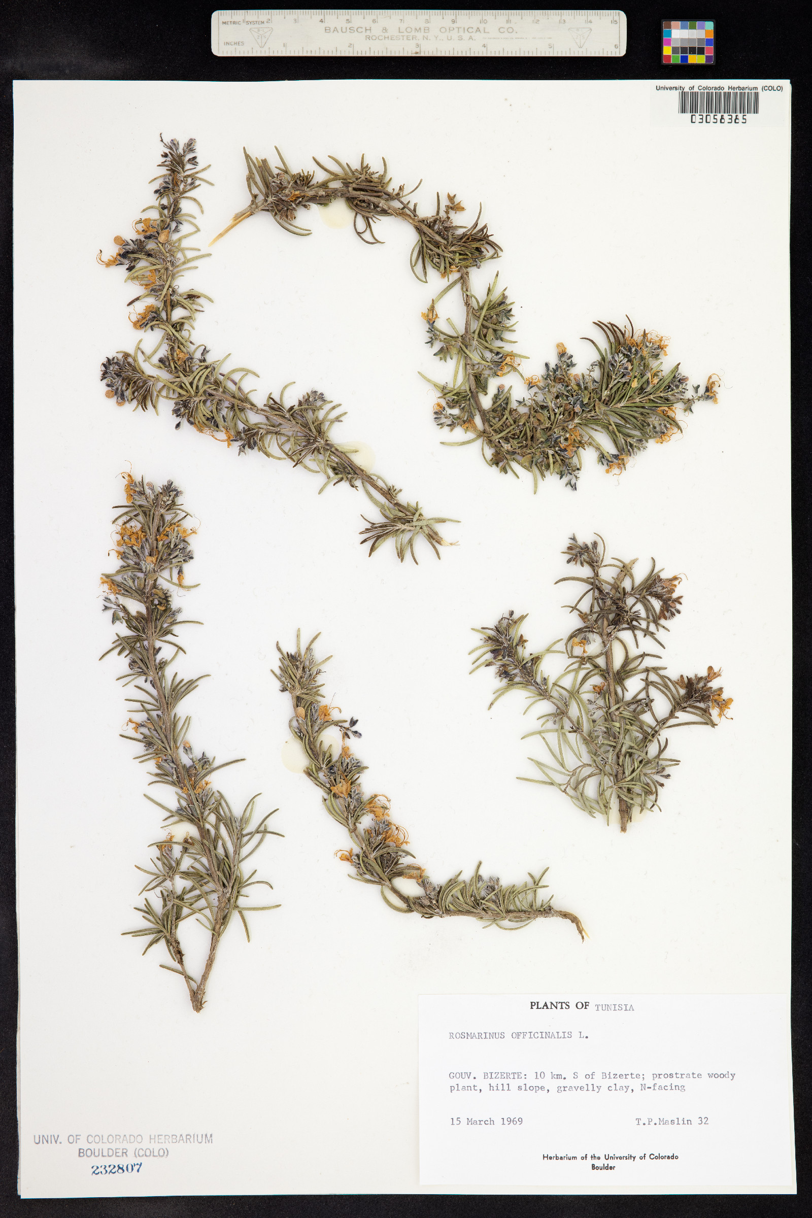 Rosmarinus officinalis image