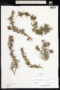 Rosmarinus officinalis image