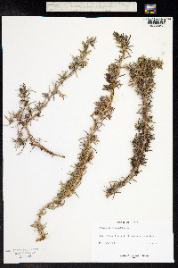 Rosmarinus officinalis image