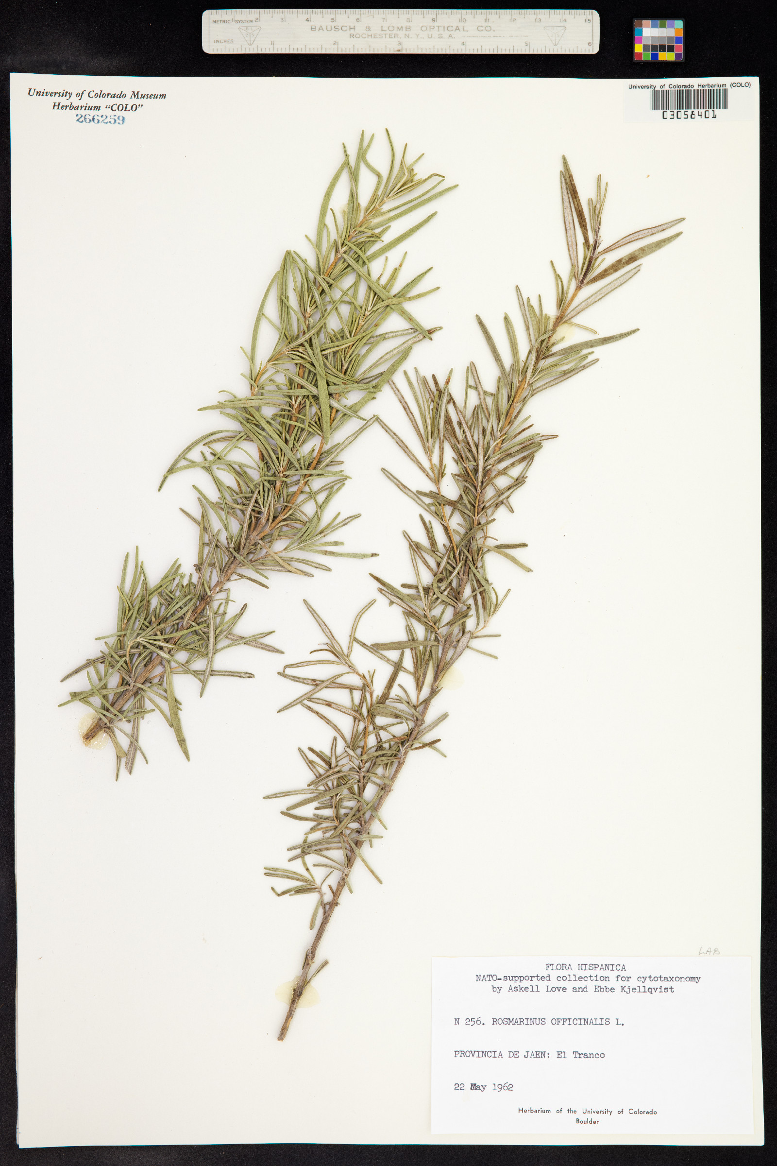 Rosmarinus officinalis image