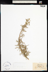 Rosmarinus officinalis image