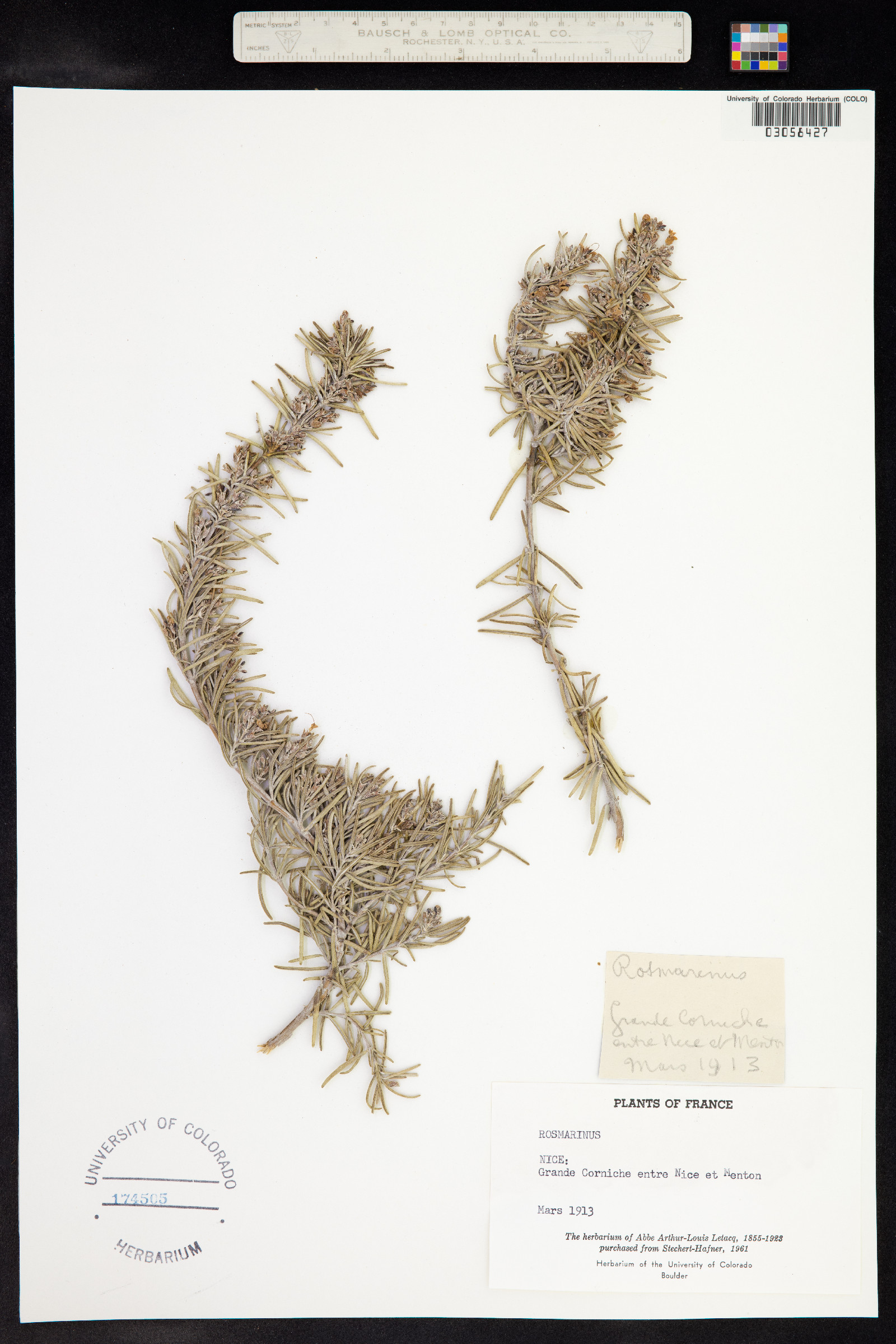 Rosmarinus officinalis image