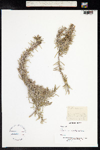 Rosmarinus officinalis image