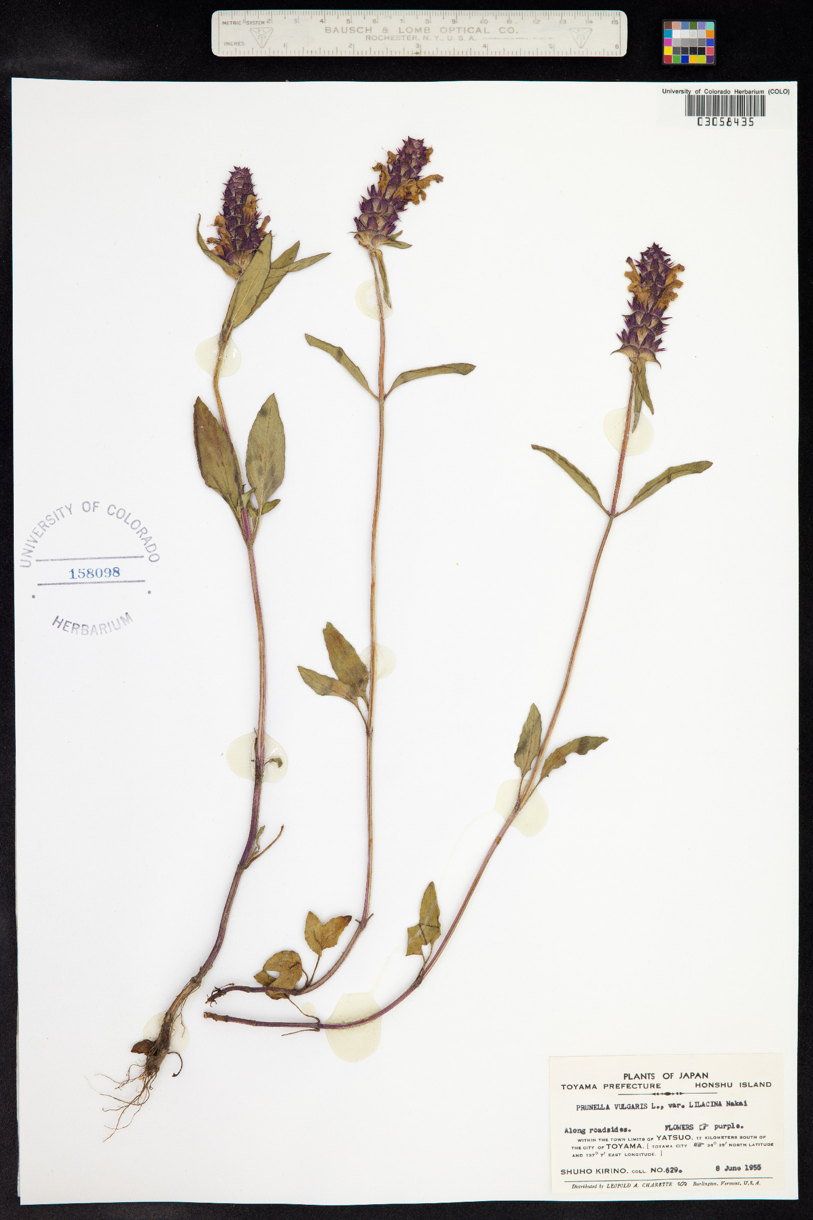 Prunella vulgaris image