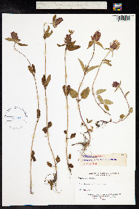 Prunella vulgaris image