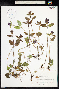 Prunella vulgaris image