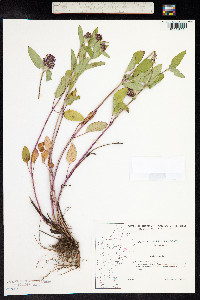 Prunella vulgaris image