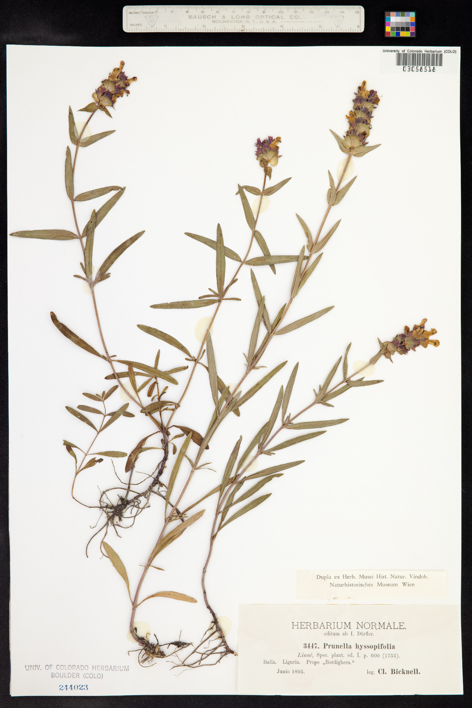 Prunella hyssopifolia image