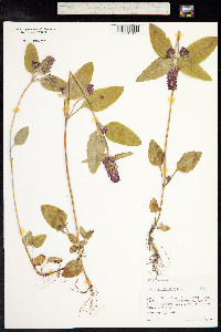 Prunella vulgaris image