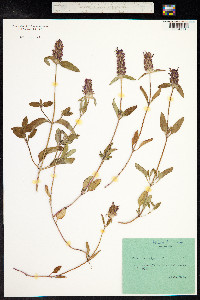 Prunella vulgaris image