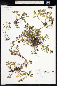 Prunella vulgaris image