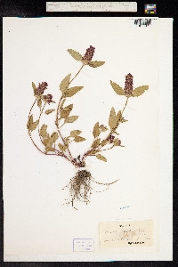 Prunella vulgaris image