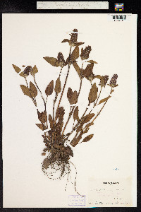 Prunella vulgaris image