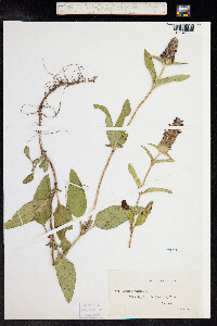 Prunella vulgaris image