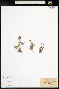 Prunella vulgaris image