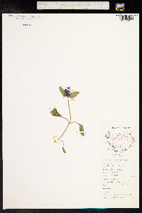 Prunella vulgaris image