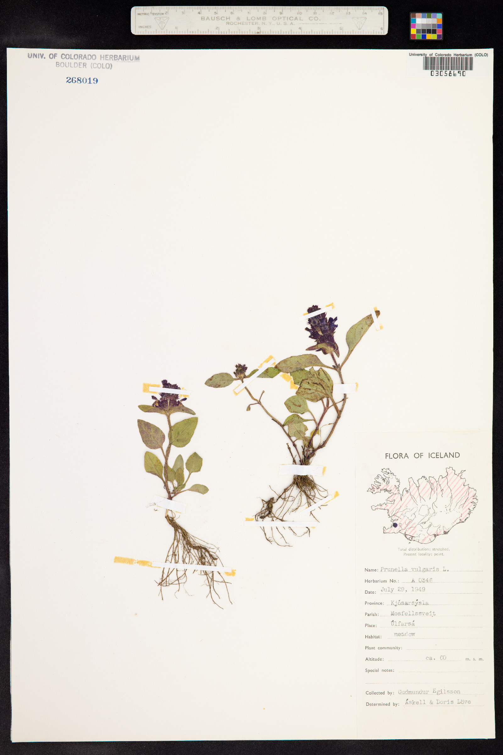 Prunella vulgaris image