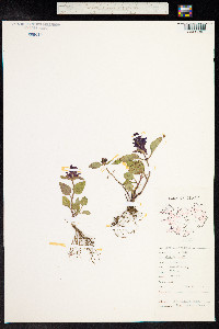 Prunella vulgaris image