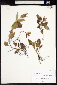 Prunella vulgaris image