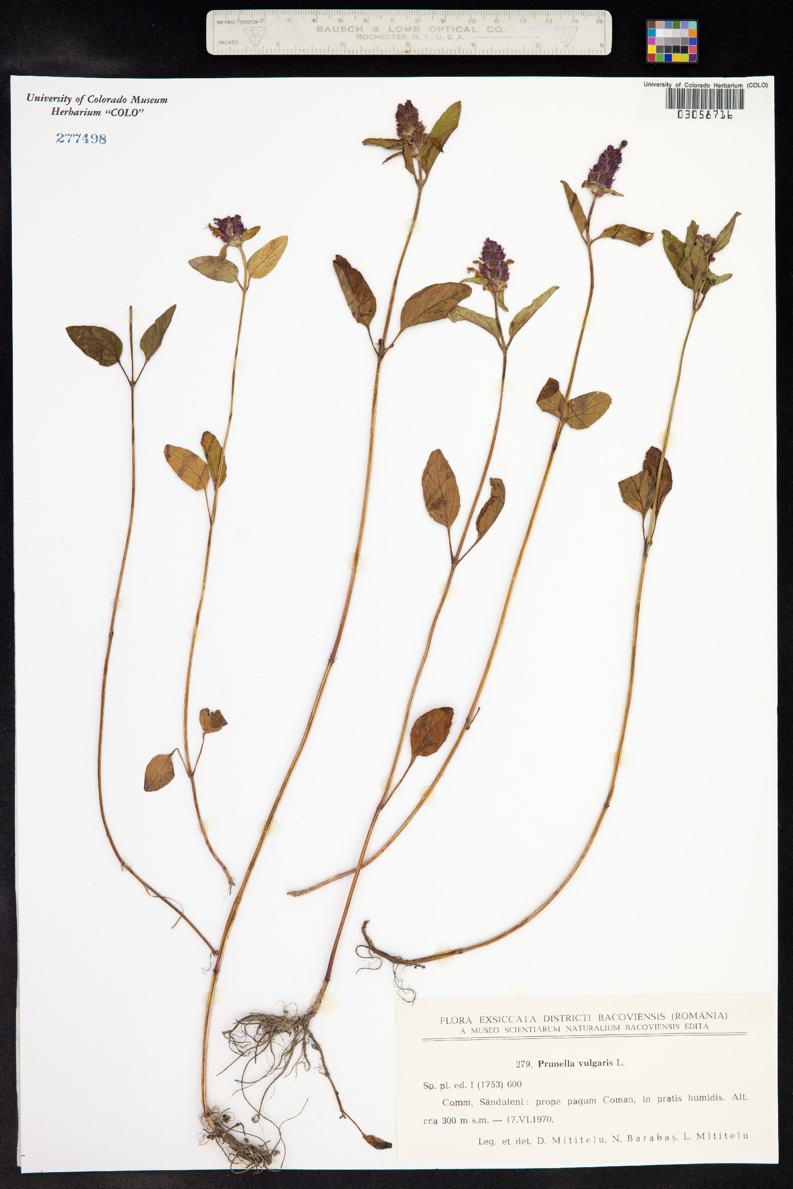 Prunella vulgaris image