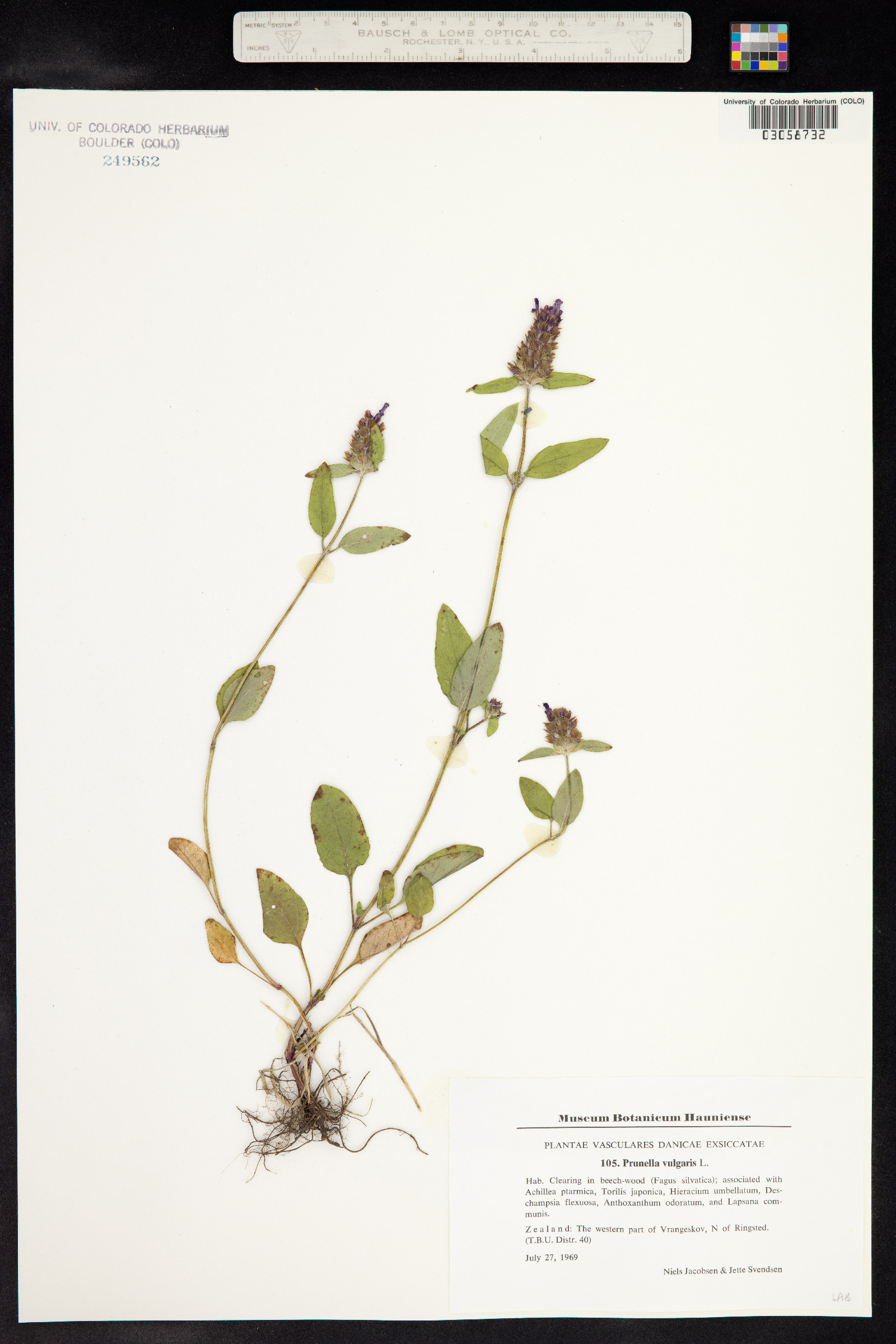 Prunella vulgaris image