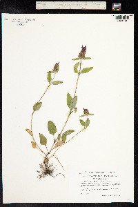 Prunella vulgaris image