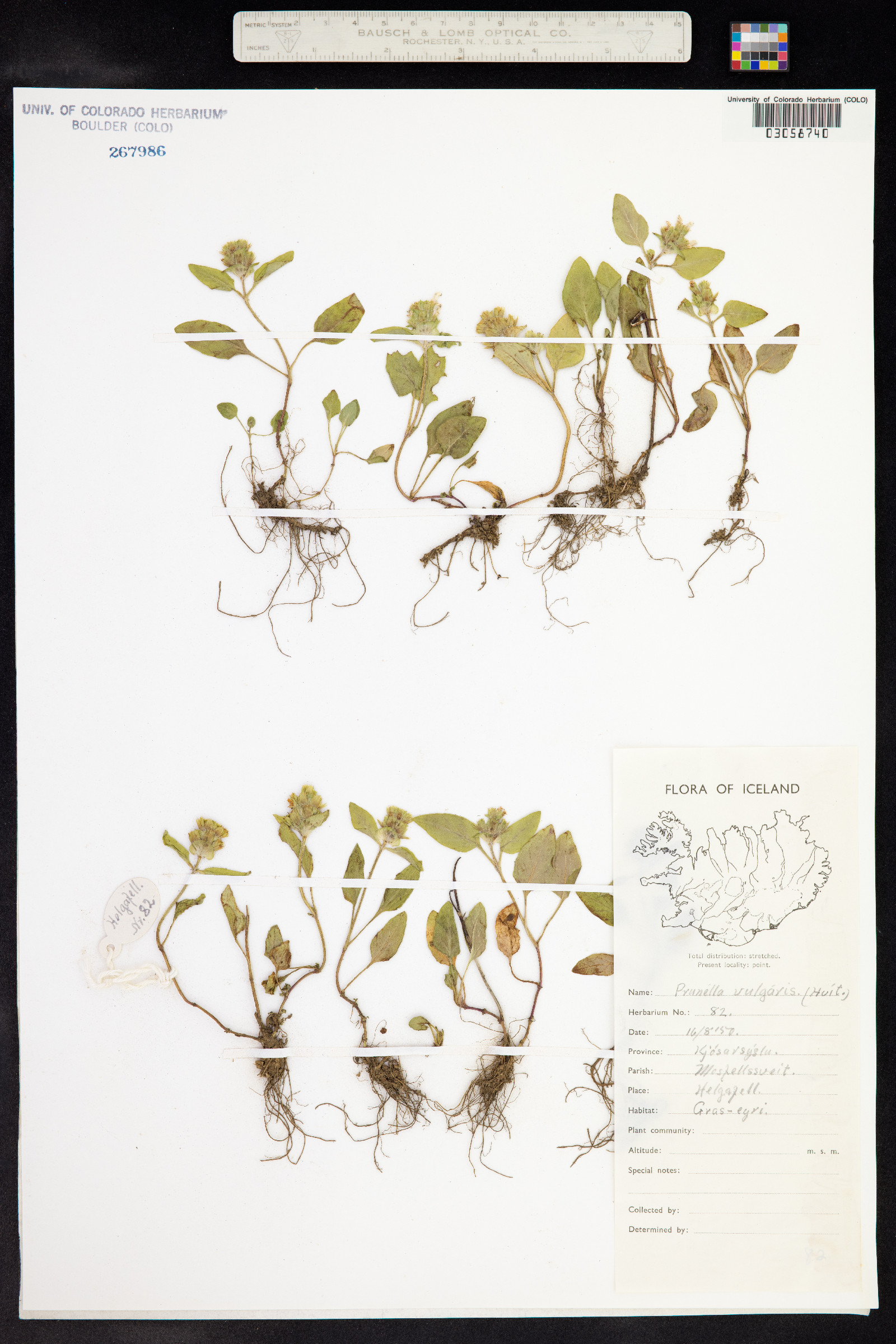 Prunella vulgaris image