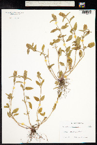 Prunella vulgaris image