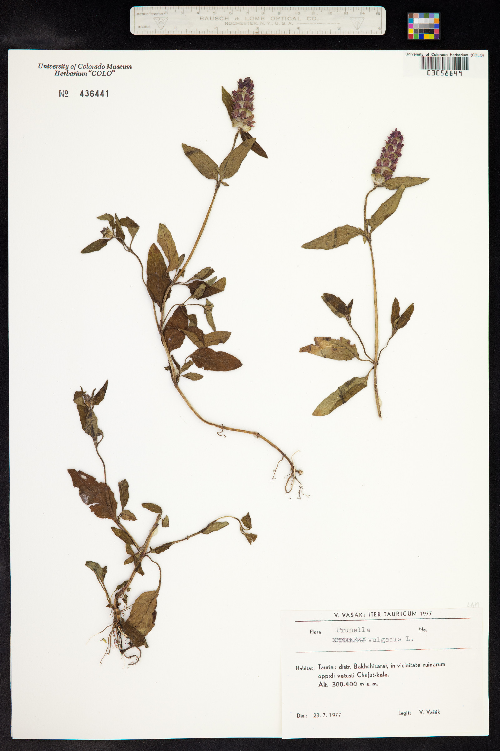 Prunella vulgaris image