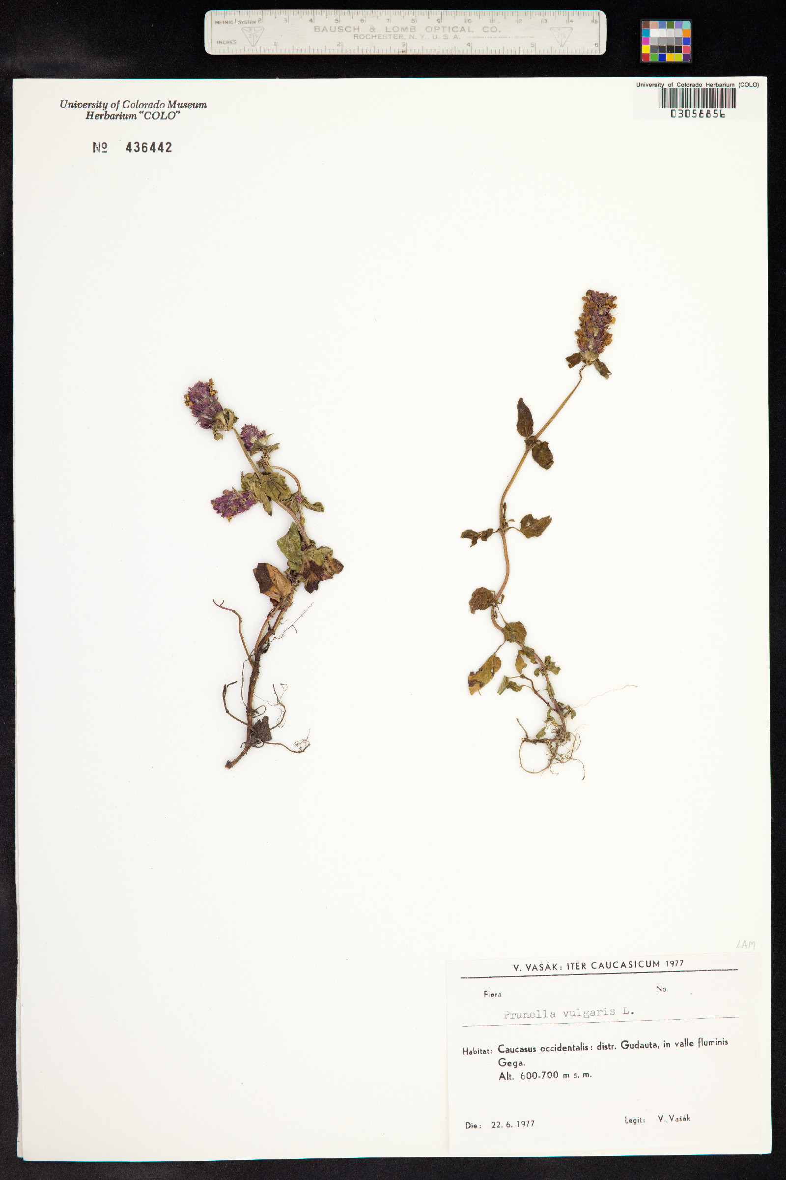 Prunella vulgaris image