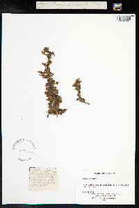 Salvia glutinosa image