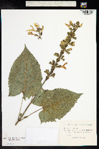 Salvia glutinosa image