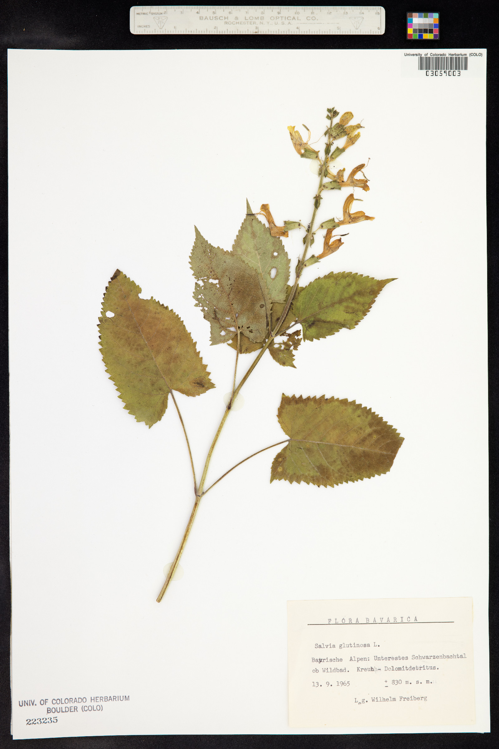 Salvia glutinosa image