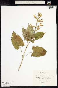 Image of Salvia glutinosa