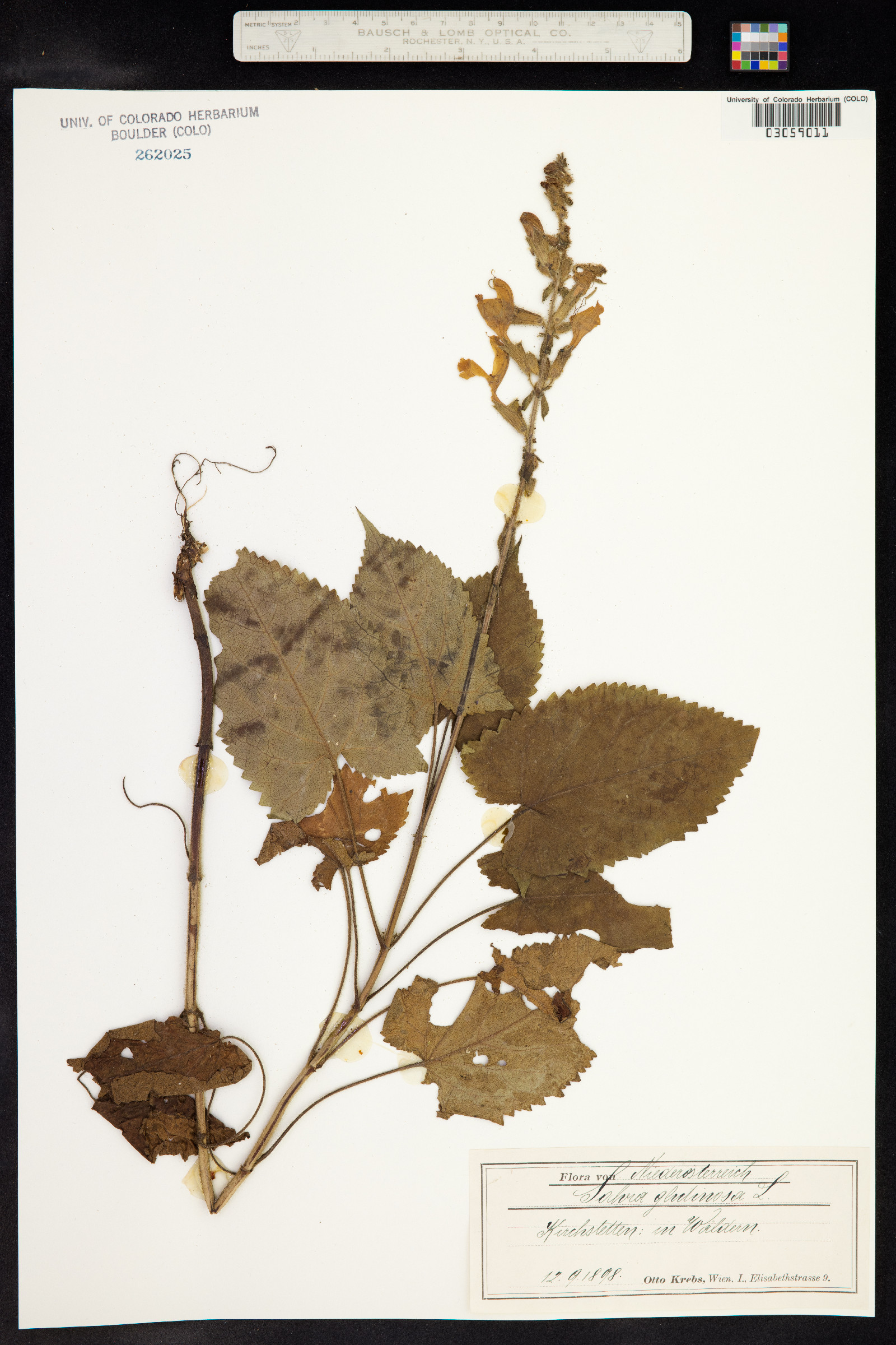 Salvia glutinosa image